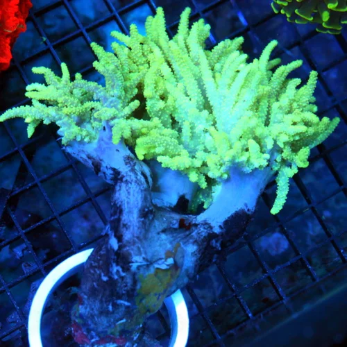 7x6 SINULARIA SPAGHETTI LEATHER CORAL - SCREAMING NEON YELLOW VERY HARD TO GET SOLOMON ISLAND LEATHE