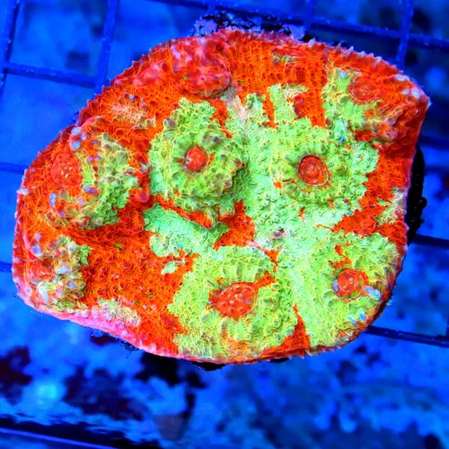 3" ECHINOPHYLLIA CHALICE CORAL - STUNNING MULTICOLORED ORANGE ULTRA GRADE CHALICE CORAL