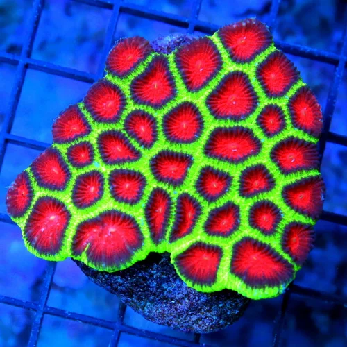3.5" FAVIA CORAL - ULTRA COLORED CHRISTMAS FAVIA CORAL