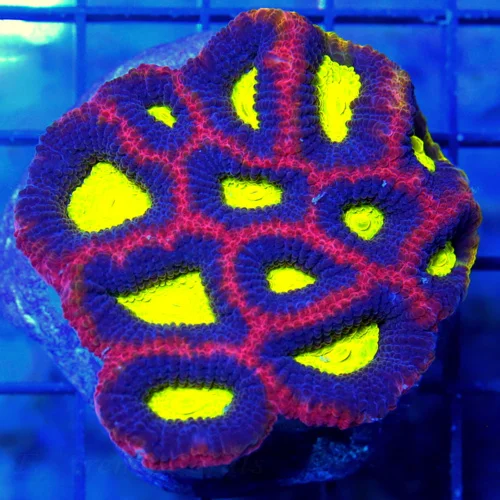 3" FAVIA CORAL - ULTRA COLORED "DRAGON SOUL" FAVIA CORAL