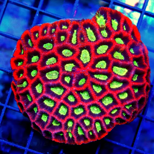3.5" MINI FAVITES CORAL - ULTRA ULTRA COLORED RED WITH BLUE GREEN ALEN EYED