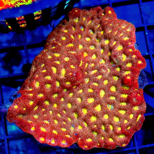 4" MINI FAVITES CORAL - WICKED RED EYED STUNNING MINI FAVITES CORAL