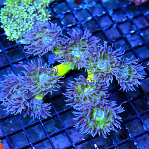 WYSIWYG 6X5 STUNNING NEONTOXIC GREEN STEMMED ULTRA ULTRA PURPLE PERFECT DUNCANSAMNIA-AWESOME COLOR live coral for sale - Extreme Corals