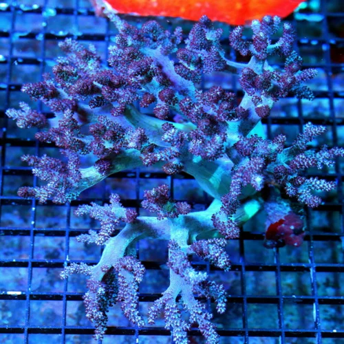 WYSIWYG 8X7 XL VERY HARD TO GET SUPER SUPER PURPLE KENYAN TREE LEATHER-I LOVE THIS CORAL!! live coral for sale - Extreme Corals