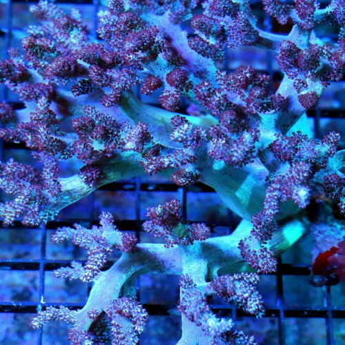 Extreme Corals | 8X7 XL VERY HARD TO GET SUPER SUPER PURPLE KENYAN