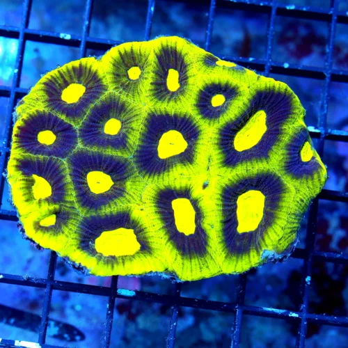 WYSIWYG 4X3 SUPER COLORED ULTRA GRADE TOXIC PREDATOR BLOOD EYED ULTRA ULTRA COLORED FAVIA live coral for sale - Extreme Corals