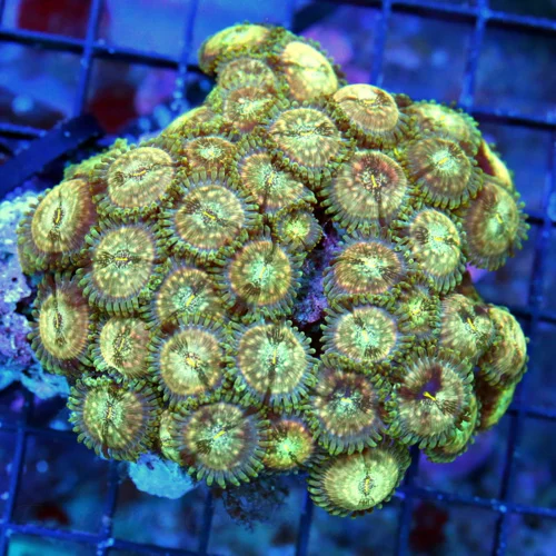 WYSIWYG 4X4 SUPER RARE ULTRA GRADE PINK JUPITER RINGED ULTRA COLORED PALYTHOAS!! live coral for sale - Extreme Corals