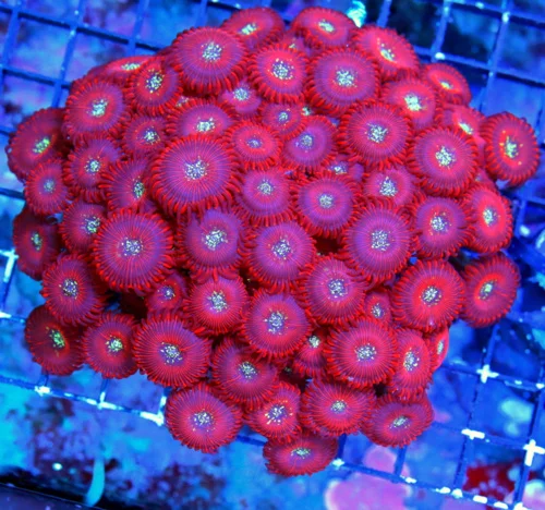 WYSIWYG 5.5X5.5 XXL GIANT ULTRA ULTRA COLORED RED PEOPLE EATER PALYTHOAS-THIS ONE IS AWESOME!! live coral for sale - Extreme Corals