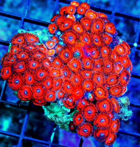 WYSIWYG 4X3 SUPER COLORED "KED RED'S" ULTRA ULTRA COLORED ZOANTHID COLONY ROCK live coral for sale - Extreme Corals