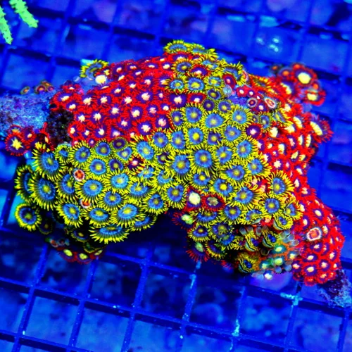WYSIWYG 5.5X4 XL ULTRA ULTRA COLORED COMBO ULTRA GRADE SUPER COLORED INDO COMBO ZOANTHID COLONY live coral for sale - Extreme Corals