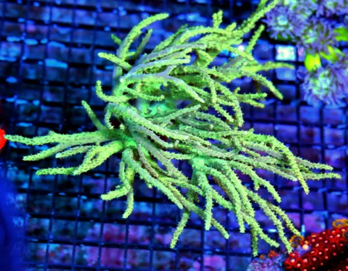 WYSIWYG 10X8 AWESOME LEMONLIME YELLOW GREEN XXL SINULARIA LEATHER-VERY VERY NICE!! live coral for sale - Extreme Corals