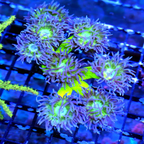 WYSIWYG 5X4 STUNNING NEON TOXIC GREEN STEMMED ULTRA ULTRA PURPLE PERFECT DUNCANSAMNIA-AWESOME COLOR live coral for sale - Extreme Corals