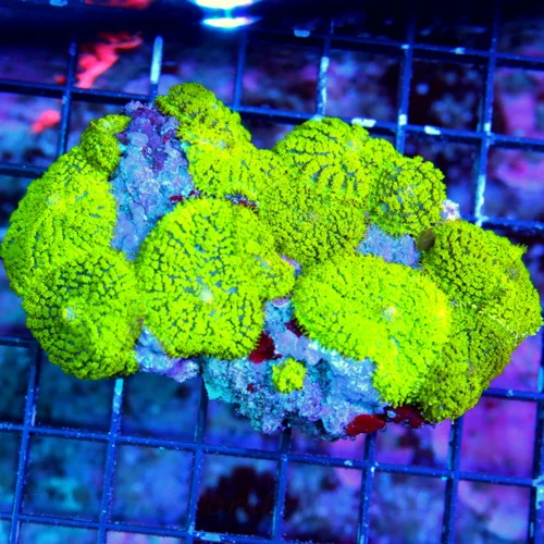 WYSIWYG 4.5X4 ULTRA ULTRA NEON GREEN FULLY COVERED TOXIC GREEN RHODACTIS MUSHROOM COLONY live coral for sale - Extreme Corals