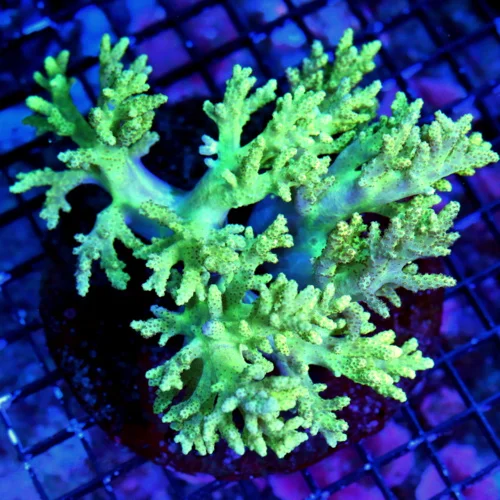 WYSIWYG 5.5X5.5 TOXIC GREEN ULTRA COLORED HARD TO GET SUPER GREEN SINULARIA LEATHER-AWESOME live coral for sale - Extreme Corals