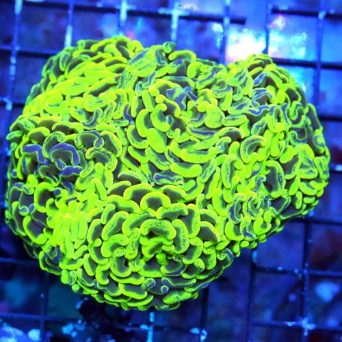 WYSIWYG 5.5X5 XXL TOXIC NEON LEMONLIME GREEN BLUE PAINTED ULTRA GRADE CENTERPIECE HAMMER-INCREDIBLE live coral for sale - Extreme Corals