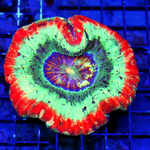 WYSIWYG 4.5X4 OUTRAGEOUS COLORED TOTALLY INSANE RINGS OF SATURN ULTRA RAINBOW WELLSOPHYLLIA live coral for sale - Extreme Corals