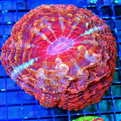 WYSIWYG 6X6 PEE IN YOUR PANTS AWESOME-BEST CYNARINA I HAVE SEEN IN YEARS!!! live coral for sale - Extreme Corals