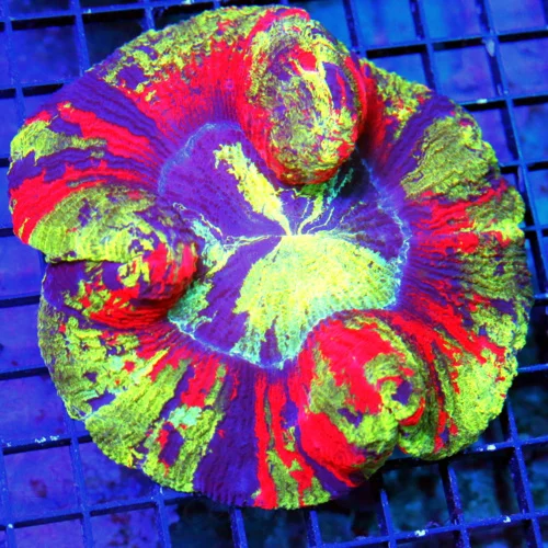 WYSIWYG 5.5X5.5 XXL RAINBOW WELLSOPHYLLIA-SOME OF THE BEST RAINBOW WELLSOS I HAVE SEEN IN YEARS-EPEC COLORS! live coral for sale - Extreme Corals