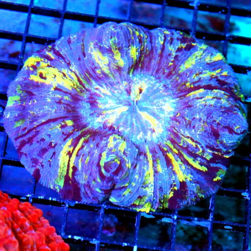 WYSIWYG 4.5X4 ONE OF A KIND SUPER SUPER RARE COLLECTORS ITEM "PURPLE-BLUE SMURF" WELLSOPHYLLIA-INCREDIBLE SH live coral for sale - Extreme Corals