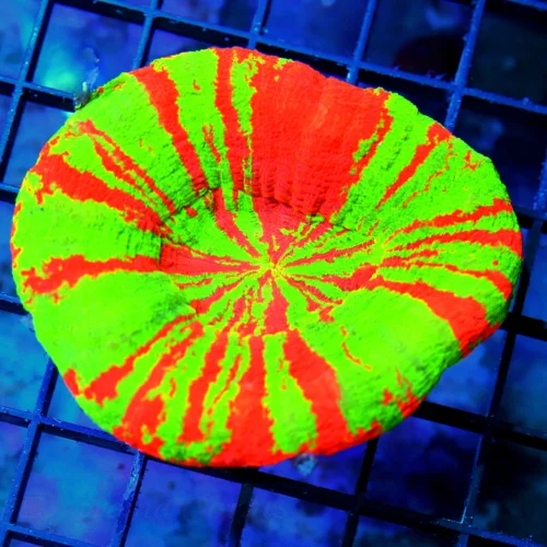 WYSIWYG 4.5x4.5 SHOW REVERSE BLEEDING APPLE SCOLYMIA-BOOK QUALITY ULTIMATE COLLECTORS ITEM!! live coral for sale - Extreme Corals