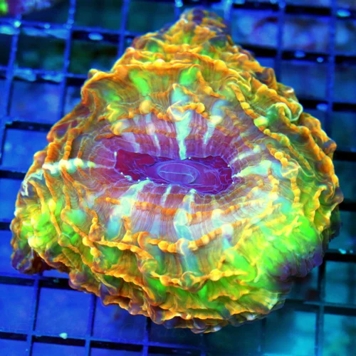 WYSIWYG 5.5x5.5 I HAVE NEEEEVER SEEN ONE THIS COLOR!!!  XXL MASTER INDOPHYLLIA-SCOTT'S HANDPICKED ULTRA COLO live coral for sale - Extreme Corals