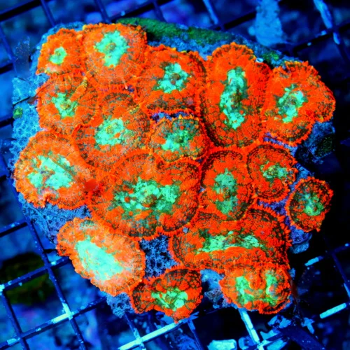 WYSIWYG 6X5 XXL CENTERPIECE RHODACTIS MUSHROOM COLONY-THIS SPECIMEN IS VERY SPECIAL AND COLOR IS SUPER INTEN live coral for sale - Extreme Corals
