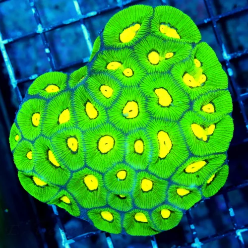 WYSIWYG 5X4 GLOW IN THE DARK NEON NEON YELLOW PREDATOR BLOOD EYED BLUE AND ULTRA GREEN SUPER COLORED FAVIA live coral for sale - Extreme Corals