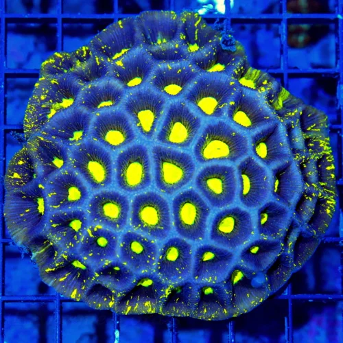 WYSIWYG 5.5x5.5 HANDPICKED BY SCOTT-VERY VERY RARE COLORED "BLUE PREDATOR BLOOD YELLOW" FAVIA-THIS IS EPIC! live coral for sale - Extreme Corals