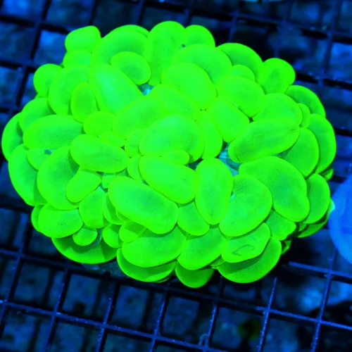 WYSIWYG 5.5X5.5 XXL OUTSTANDING COLOR!! SUPER LEMONLIME TOXIC GREEN SUPER COLORED XXL INDO BUBBLE CORAL live coral for sale - Extreme Corals