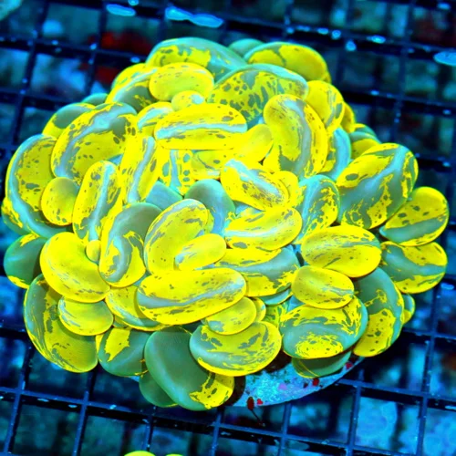 WYSIWYG 6X5 XXL STUNNING NEON HIGHLIGHTER YELLOW AND BLUE "SPLATTER BUBBLE" HANDPICKED BY SCOTT live coral for sale - Extreme Corals