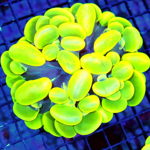 WYSIWYG 5X5 XXL GLOW IN THE DARK NEON NEON GLOWING ULTRA TOXIC GREEN XL INDO SHOW BUBBLE live coral for sale - Extreme Corals