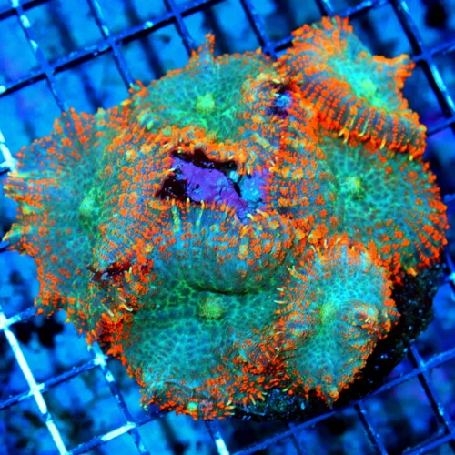 WYSIWYG 5X5 XL ORANGE AND GREEN COMBO FULLY COVERED INDO RHODACTIS MUSHROOM COLONY live coral for sale - Extreme Corals