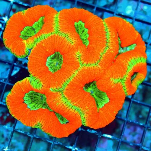 WYSIWYG 5.5X5.5 XL SUPER GLOWING ORANGE AND GREEN ULTRA GRADE SHOWPIECE AUSSIE LOBOPHYLLIA live coral for sale - Extreme Corals