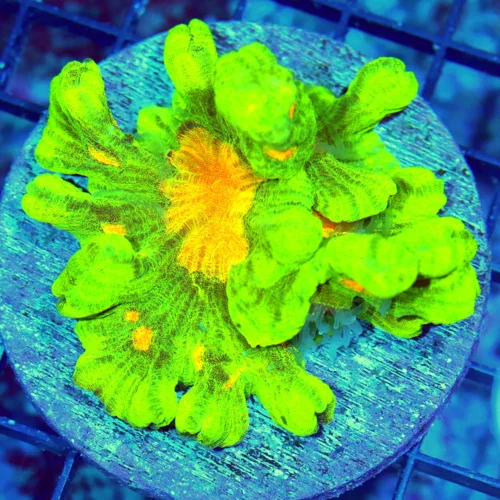 WYSIWYG 4X4 EXTREMECORALS HANDPICKED TANK RAISED XL 'TRUE SPACE INVADER" PECTINIA-ABSOLUTLEY INSANESPECIMEN live coral for sale - Extreme Corals