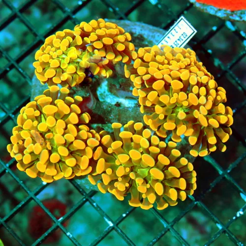 WYSIWYG 5.5X5.5 HOME DEPOT ORANGE GREEN TENTACLED ULTRA SHOWPIECE BRANCHING HAMMER-VERY SPECIAL COLOR!! live coral for sale - Extreme Corals