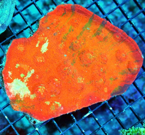 WYSIWYG 5.5X5 SUPER COLORED RAINBOW ULTRA HANDPICKED ECHINOPHYLLIA CHALICE HANDPICKED BY SCOTT live coral for sale - Extreme Corals
