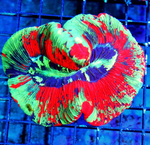 WYSIWYG 5.5X5 XL RAINBOW WELLSOPHYLLIA-SOME OF THE BEST RAINBOW WELLSOS I HAVE SEEN IN YEARS-EPIC COLORS! live coral for sale - Extreme Corals