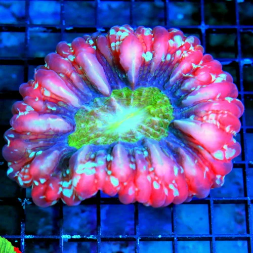 WYSIWYG 5.5X5 OUTRAGEOUS COLLECTORS ITEM BOOK QUALITY COLOR CYNARINA-THIS IS UNREAL!!! live coral for sale - Extreme Corals