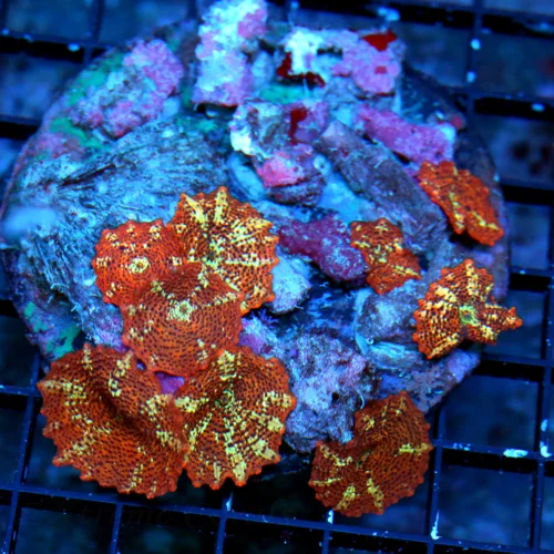 WYSIWYG 4.4X4 COLLECTOR DISCOSOMA MUSHROOM "LEOPARD SKIN DISCO" AWESOME RARE MUSHROOM live coral for sale - Extreme Corals