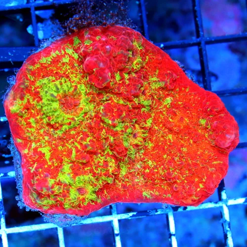 WYSIWYG 3.5X3.5 SCREAMIN ULTRA "POMPEII LAVA FLOW" ECHINOPHYLLIA CHALICE-AWESOME CHALICE!!! live coral for sale - Extreme Corals
