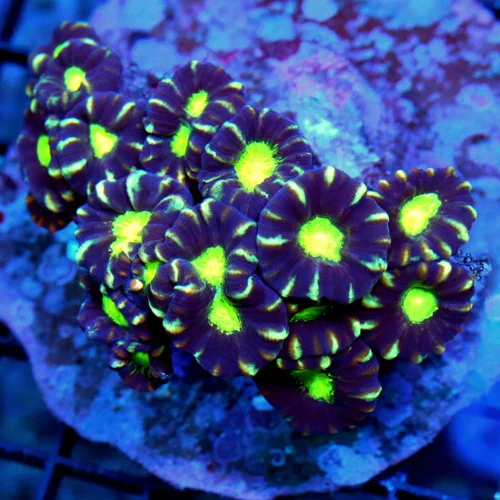 WYSIWYG 4.5X4 ULTRA GREEN EYED GREEN STRIPED PURPLE CANDY CANE-AWESOME!! live coral for sale - Extreme Corals
