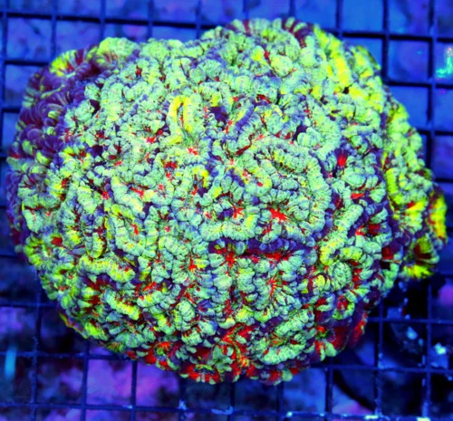 WYSIWYG 6.5X6 GIANT XXXL CENERPIECE PEE IN YOUR PANTS AWESOME ULTRA RARE YELLOW RAINBOW SYMPHYLLIA WILSONI live coral for sale - Extreme Corals
