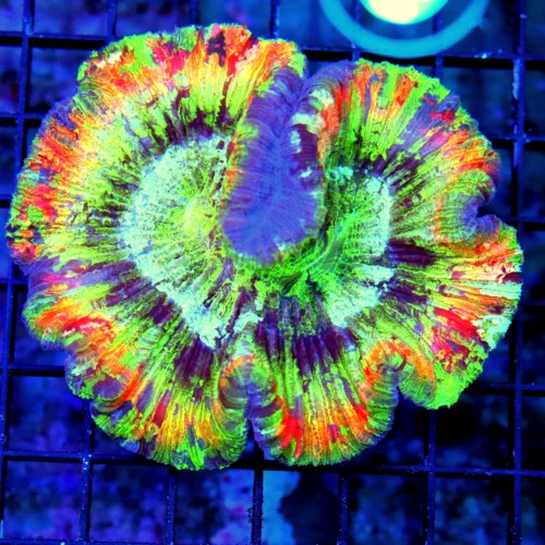 WYSIWYG 5X4 XL RAINBOW WELLSOPHYLLIA-SOME OF THE BEST RAINBOW WELLSOS I HAVE SEEN IN YEARS-EPIC COLORS! live coral for sale - Extreme Corals