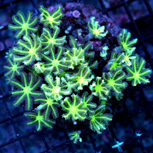 WYSIWYG 5X5 SCREAMING NEON GREEN CLOVE POLYPS-VERY NICE COLORED ULTRA GRADE SPECIMEN live coral for sale - Extreme Corals