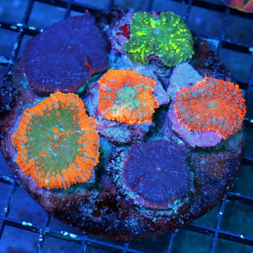 WYSIWYG 4.5X4.5 COMBO SUPER AWESOME ULTRA ULTRA GRADE COMBO SHOWPIECE RHODACTIS MUSHROOM COMBO ROCK live coral for sale - Extreme Corals