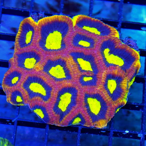 WYSIWYG 4X4 YELLOW RIMMED SUPER INTENSE COLORED ULTRA GRADE DRAGON SOUL FAVIA-SPECTACULAR COLOR live coral for sale - Extreme Corals