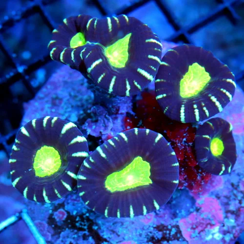 WYSIWYG 4X3 ULTRA GREEN EYED GREEN STRIPED PURPLE CANDY CANE-AWESOME!! live coral for sale - Extreme Corals
