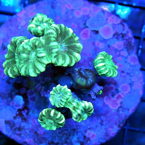 WYSIWYG 4X3 MINT GREEN VERY NICE CULTURED STRIPED CANDY CANE live coral for sale - Extreme Corals
