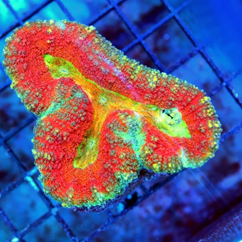 WYSIWYG 4X3 RAINBOW CENTERED ULTRA COLORED VERY VERY NICE ULTRA GRADE LOBOPHYLLIA live coral for sale - Extreme Corals