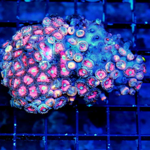 WYSIWYG 4X3 ULTRA ULTRA PINK FLOYD ZOANTHID COLONY-VERY NICE SPECIMEN-ULTRA PINK live coral for sale - Extreme Corals